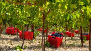 Tuscany bike tour - Volterra wine cellar experience